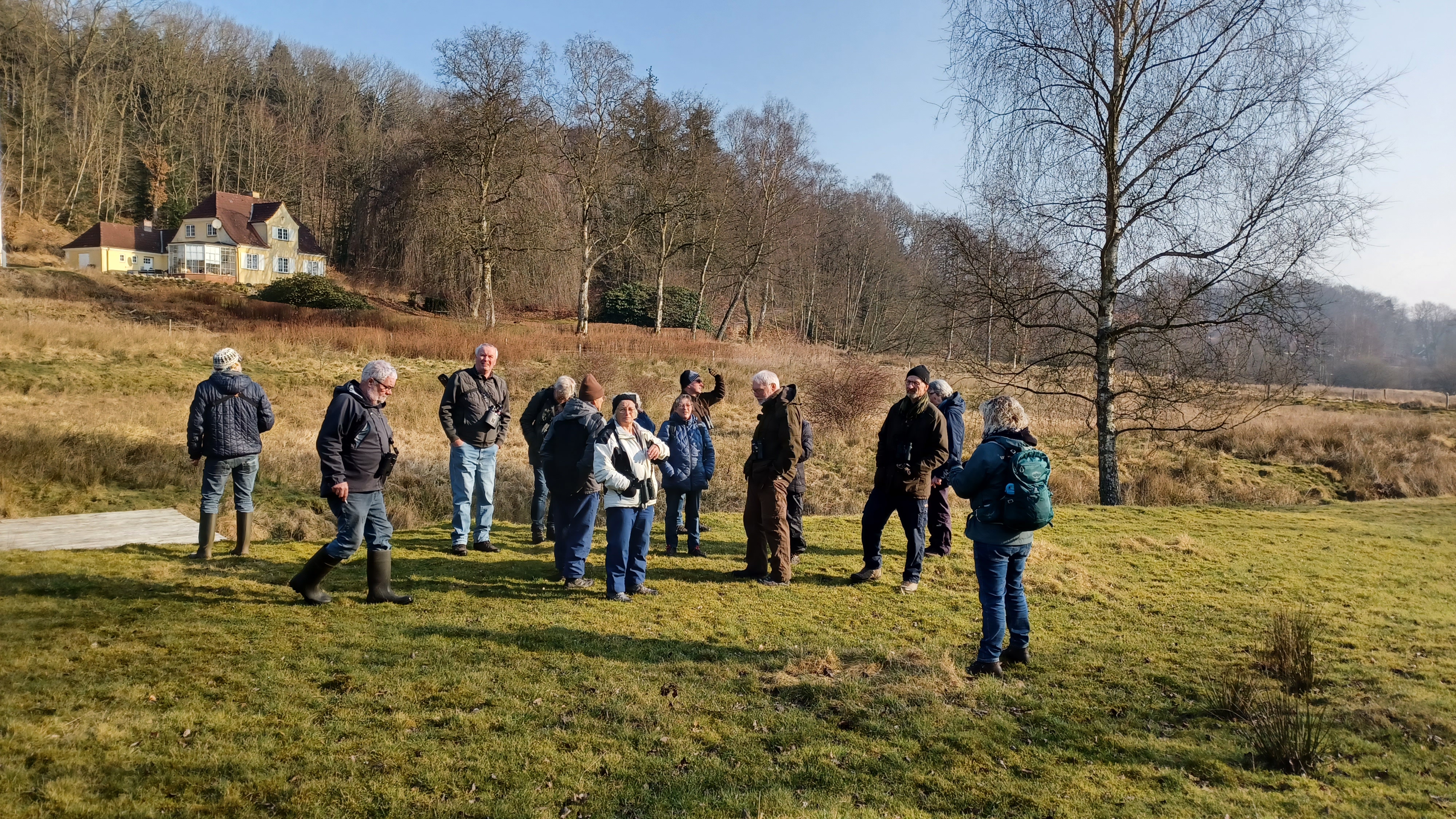 Gråmejser 10 03 2025